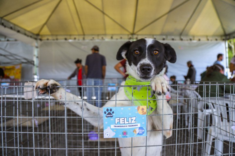 Dezenas de cães buscam família no evento Amigo Bicho do Parque Barigui neste sábado