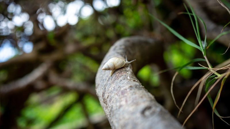 Dia da Biodiversidade: Paraná abriga espécies únicas e em risco de extinção