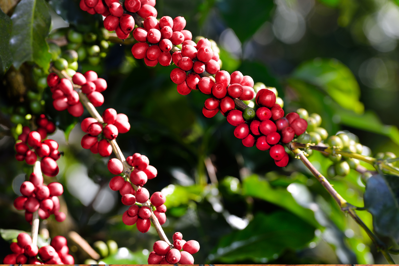 Café Conilom