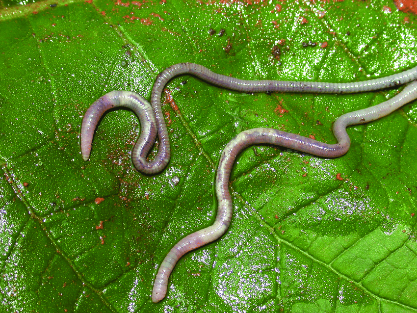 Dia da Biodiversidade: Paraná abriga espécies únicas e em risco de extinção