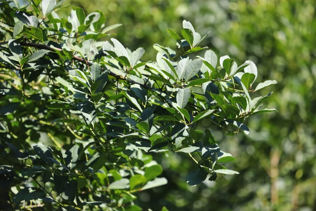Erva-mate do Paraná conquista status internacional e impulsiona agronegócio regional