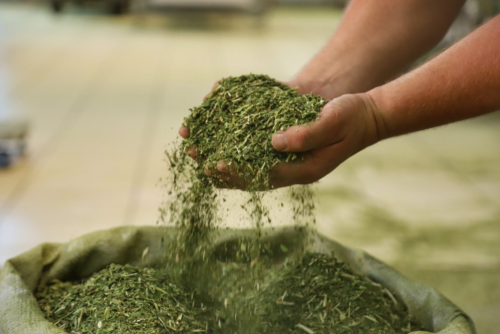 Erva-mate do Paraná conquista status internacional e impulsiona agronegócio regional