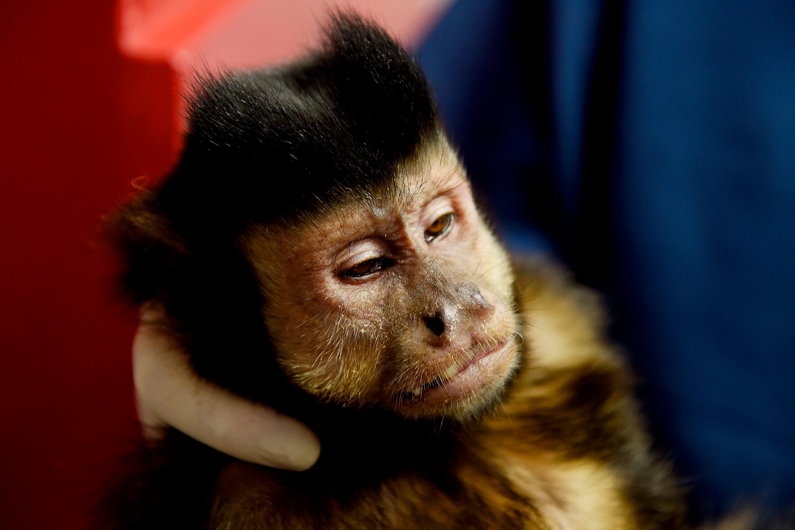 Zoológico De Curitiba Recebe 20 Macacos-Prego Resgatados Em Operação Pelo Paraná