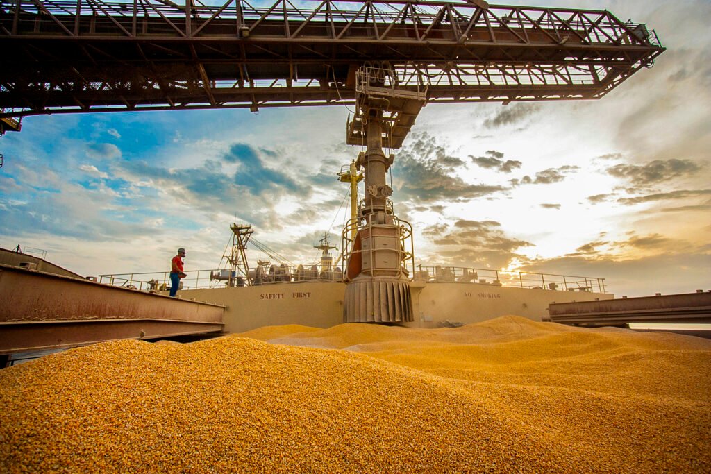 Exportações De Milho Do Paraná Saltam 77% E Estado Bate Recorde Em Carne Suína