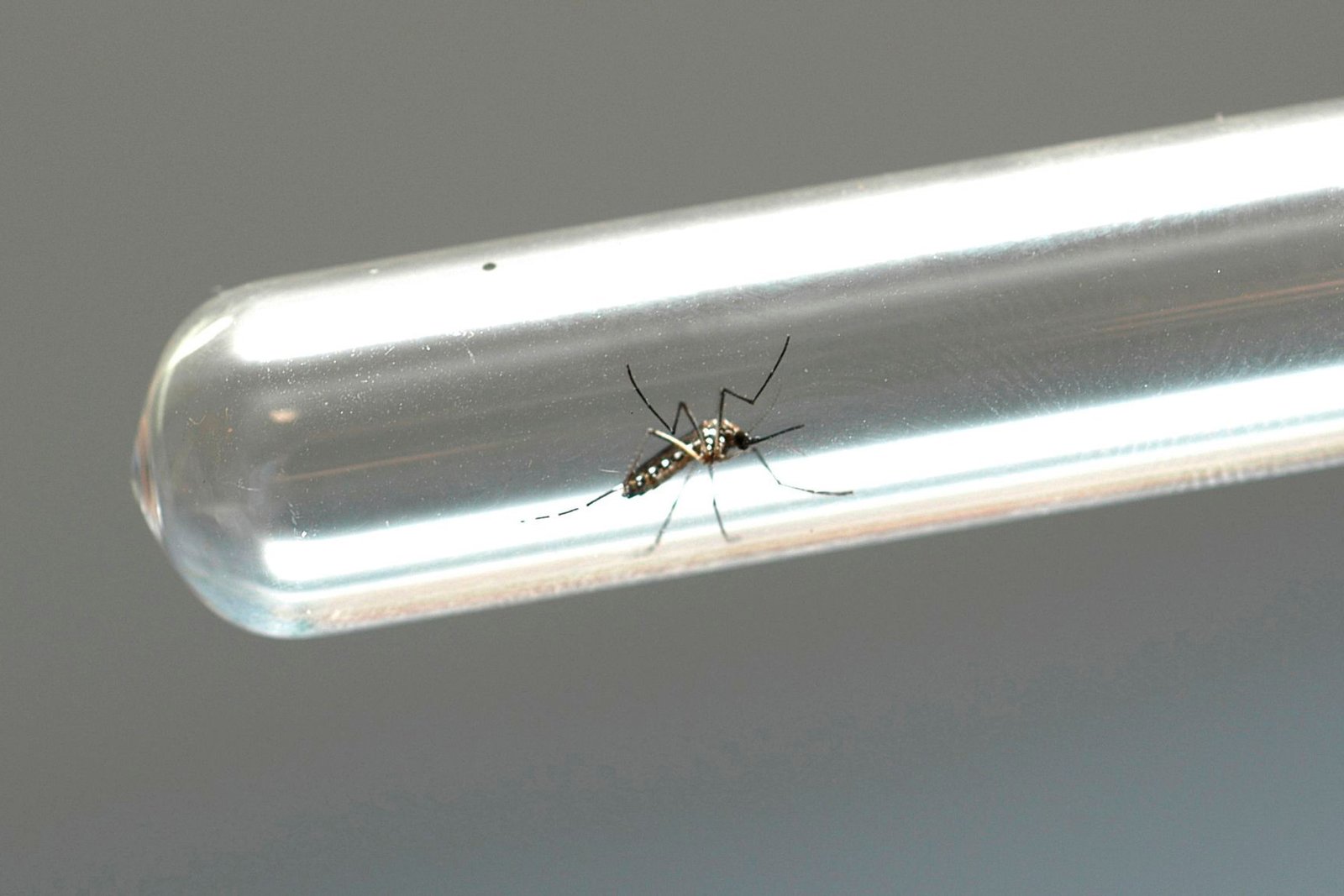 Adolescentes de mais 102 cidades do Paraná podem receber vacina contra Dengue a partir de agora