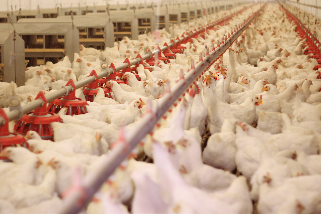 China e UE restringem frango do Brasil por 60 dias após foco de gripe aviária no Rio Grande do Sul