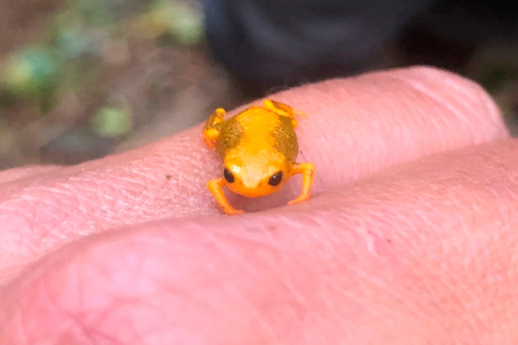 Dia Da Biodiversidade: Paraná Abriga Espécies Únicas E Em Risco De Extinção