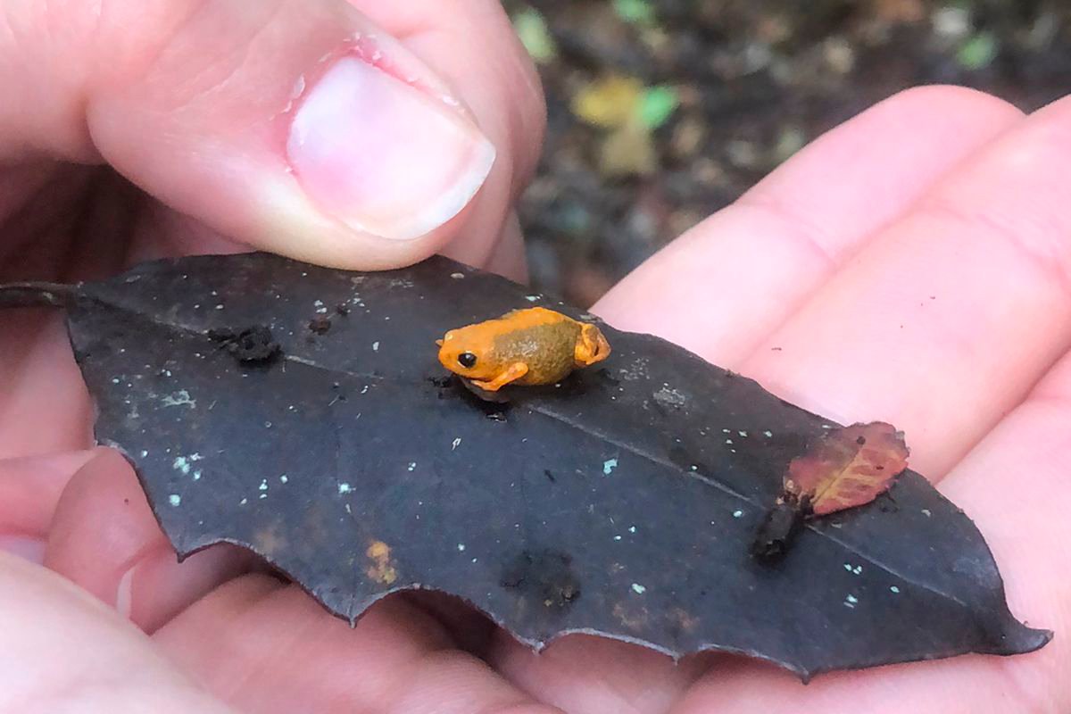 Dia Da Biodiversidade: Paraná Abriga Espécies Únicas E Em Risco De Extinção