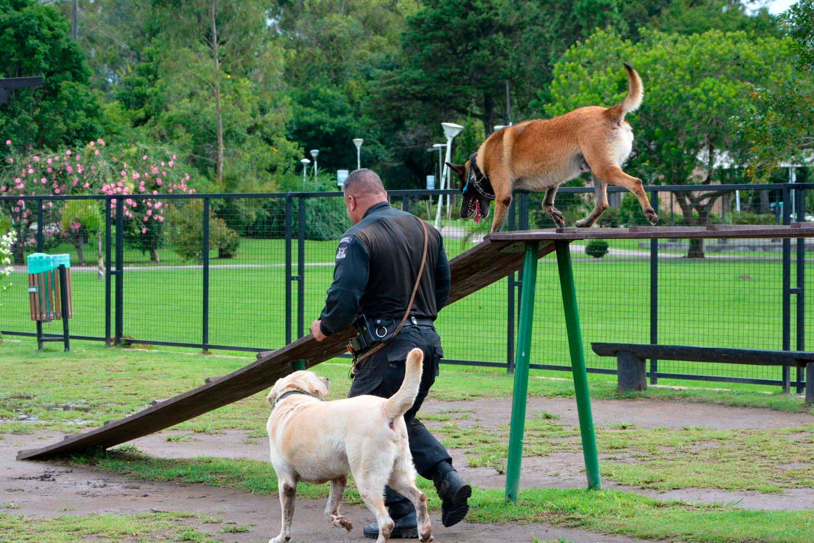 Polícia Penal e comunidade: Cãominhada em São José dos Pinhais estreita laços com atividades para pets