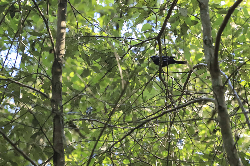 A liberdade cantou: pássaros resgatados de tráfico de animais são soltos em parque de Curitiba