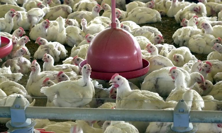Mato Grosso: novo foco de Gripe Aviária em aves domésticas acende alerta nacional