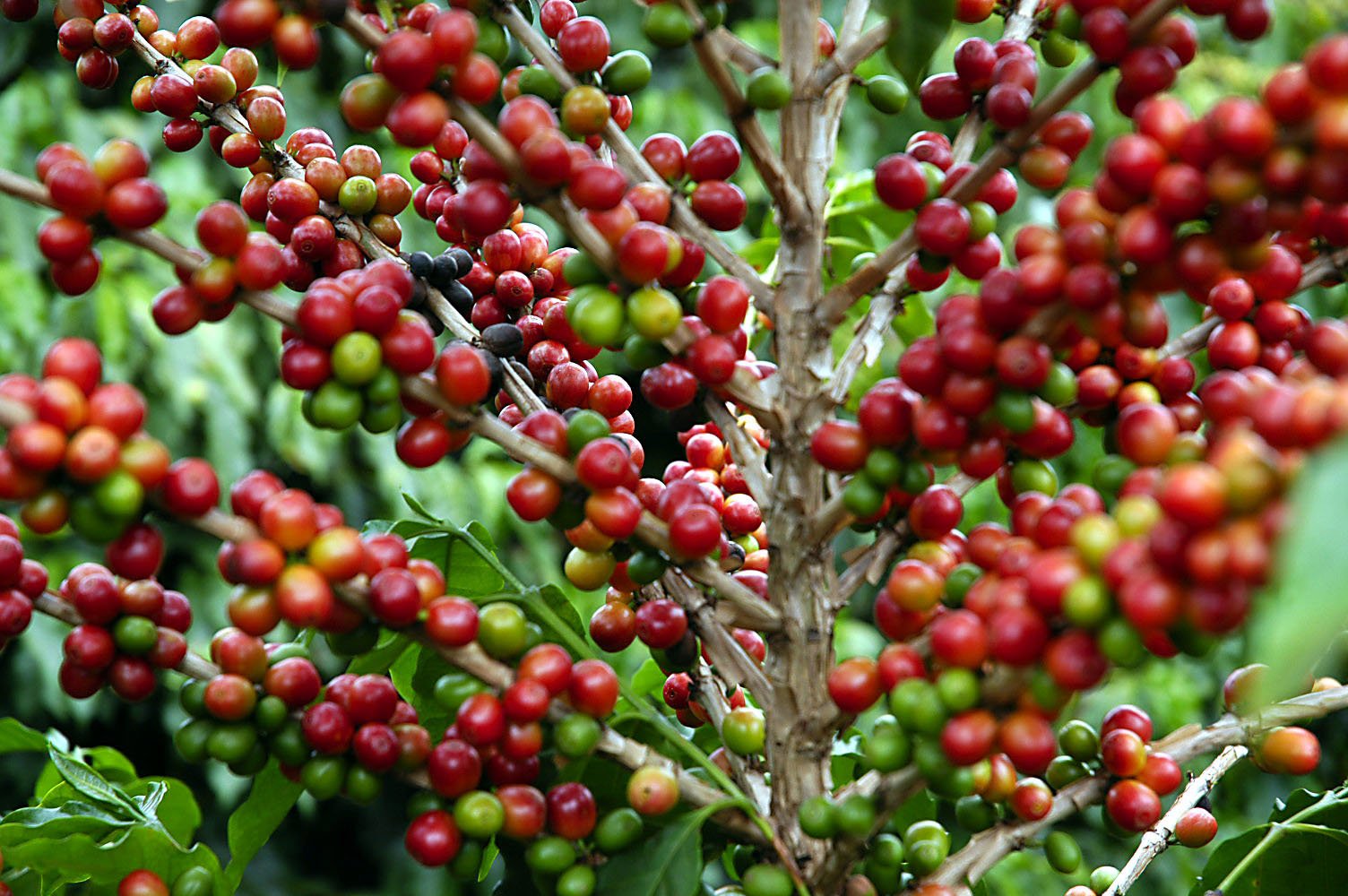 Café do Paraná vira 'ouro': saca obra de preço e produção supera R$ 1,1 bilhão