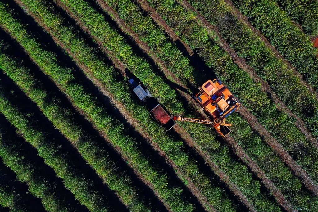Café do Paraná vira 'ouro': saca obra de preço e produção supera R$ 1,1 bilhão