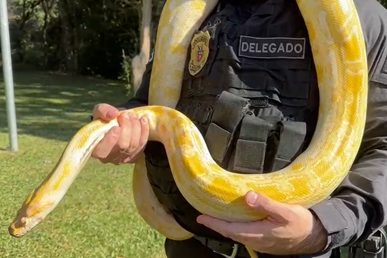 Fim do cativeiro: após 2 anos de investigação, PCPR resgata mil animais e expõe as rotas do crime