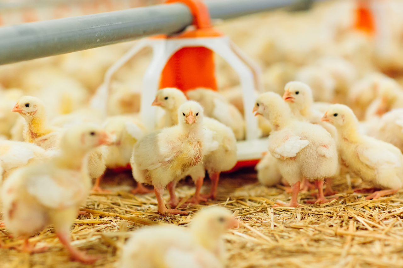 Mato Grosso: novo foco de Gripe Aviária em aves domésticas acende alerta nacional