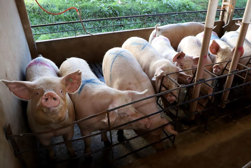 Exportação de Carne Suína do Paraná Bate Recorde Histórico de 28 Anos