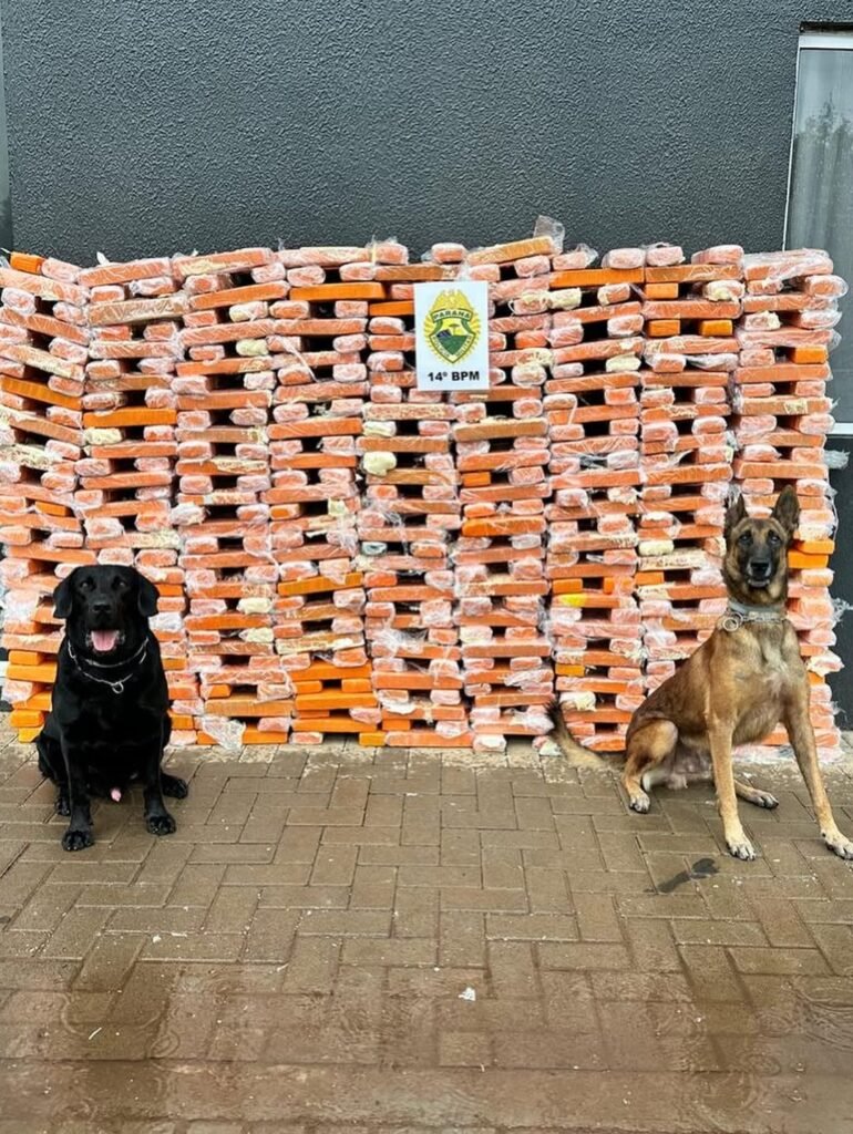 Um Faro Implacável Contra o Crime: Unidade Canina da PMPR Vive Semestre Histórico de Apreensões no Paraná