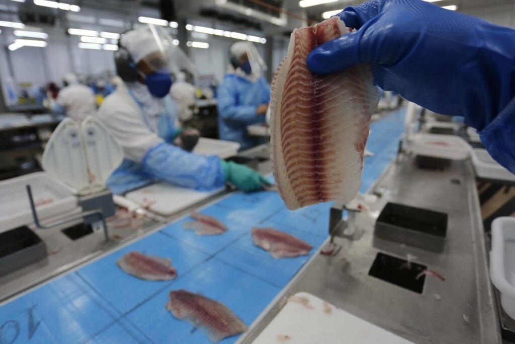 O Sabor de Alto Paraná Ganha o Estado: Coopersanta Recebe Certificação e Expande Venda de Tilápia