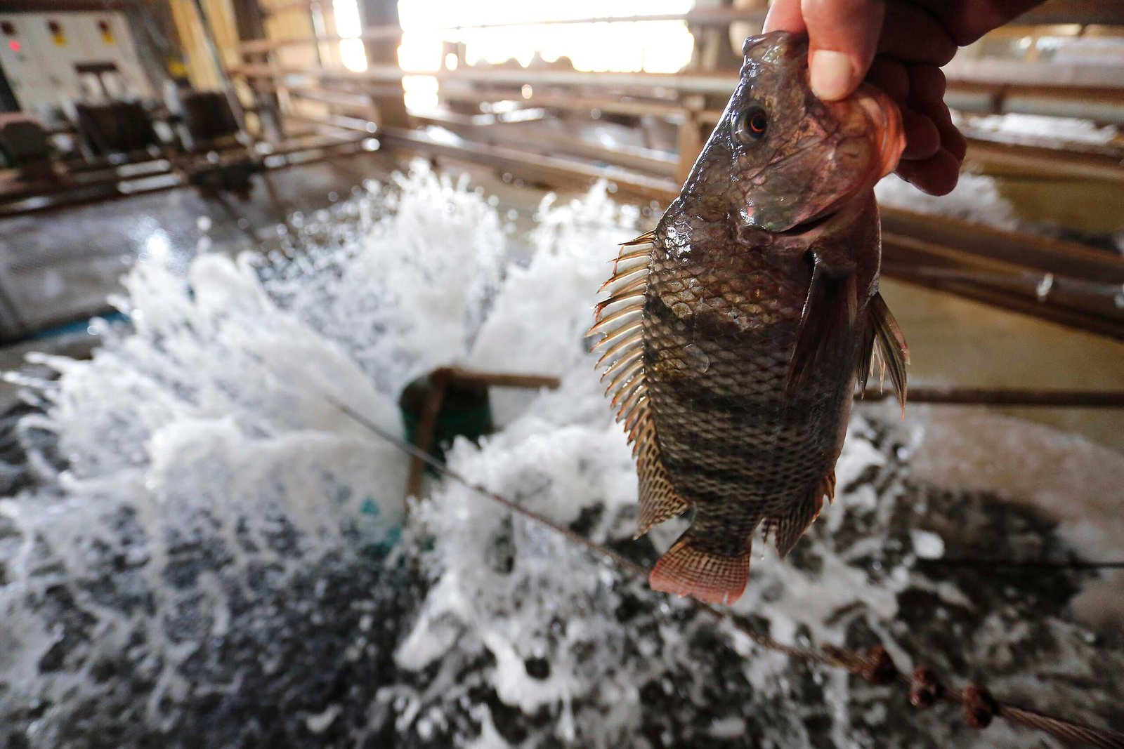 O Sabor de Alto Paraná Ganha o Estado: Coopersanta Recebe Certificação e Expande Venda de Tilápia