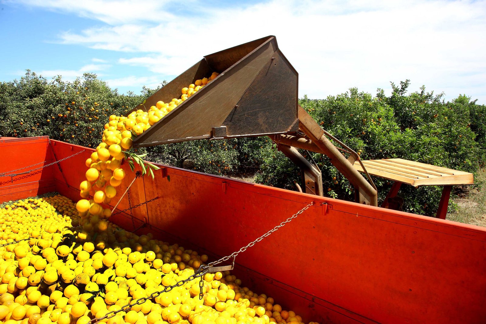 Alívio para o Paraná: celulose, madeira, autopeças e suco de laranja escapam do tarifaço dos EUA