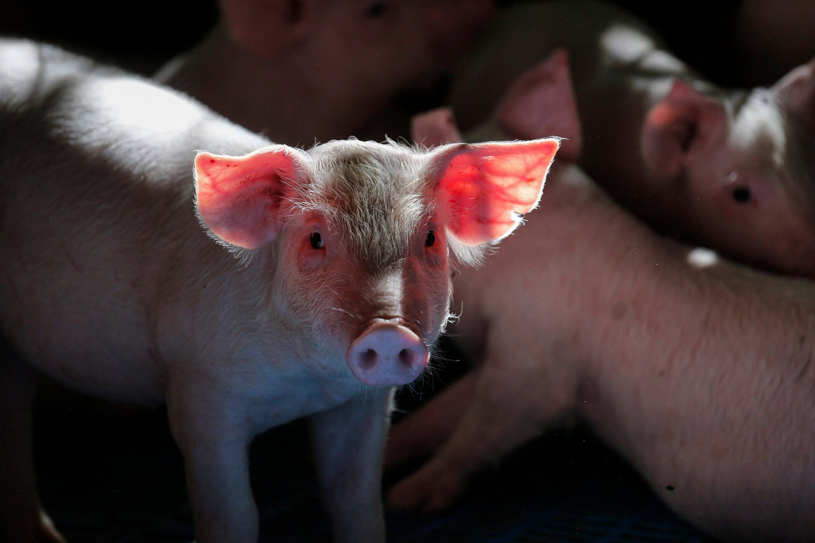 Exportação de Carne Suína do Paraná Bate Recorde Histórico de 28 Anos