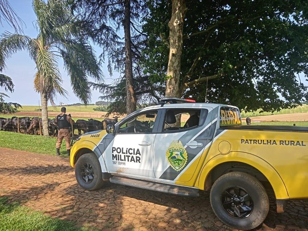 Um rastro de crime: PM segue pistas de caminhonete e recupera 66 cabeças de gado furtadas em 7 cidades