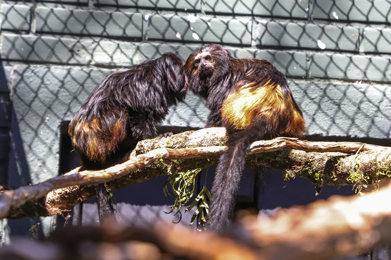 Zoo de Curitiba recebe raros Micos-Leões-Pretos e convida o público a escolher os nomes