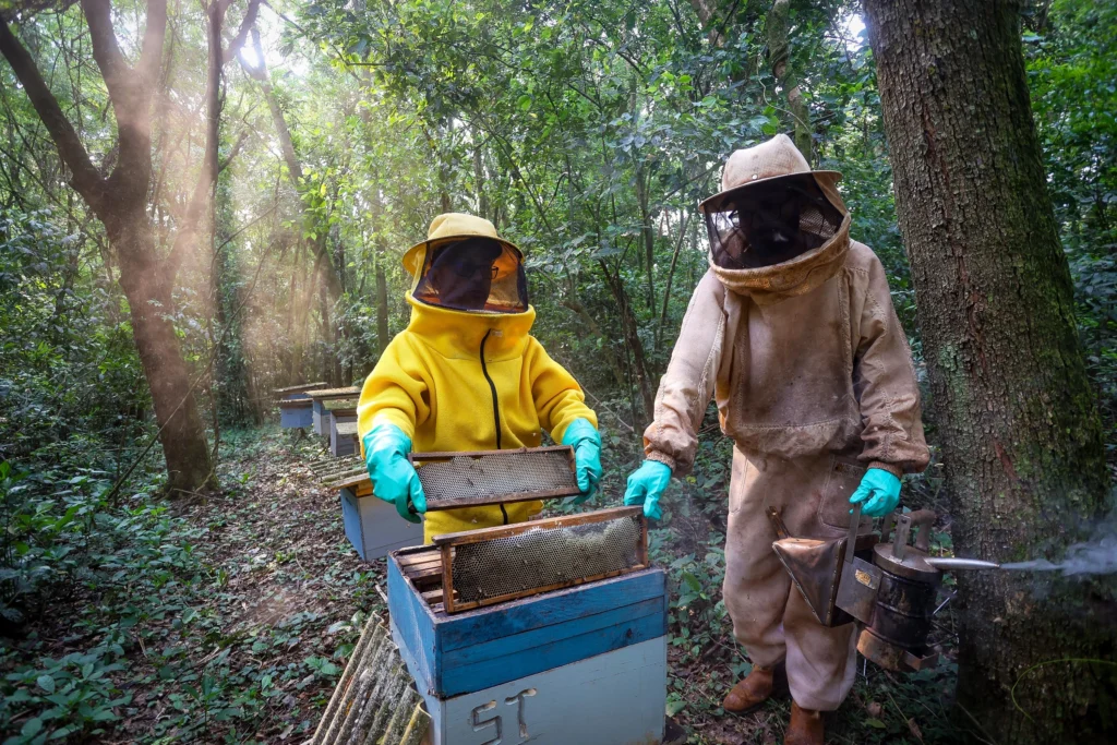 Doce Liderança: Paraná Ultrapassa Concorrentes e se Torna o Maior Produtor de Mel do Brasil