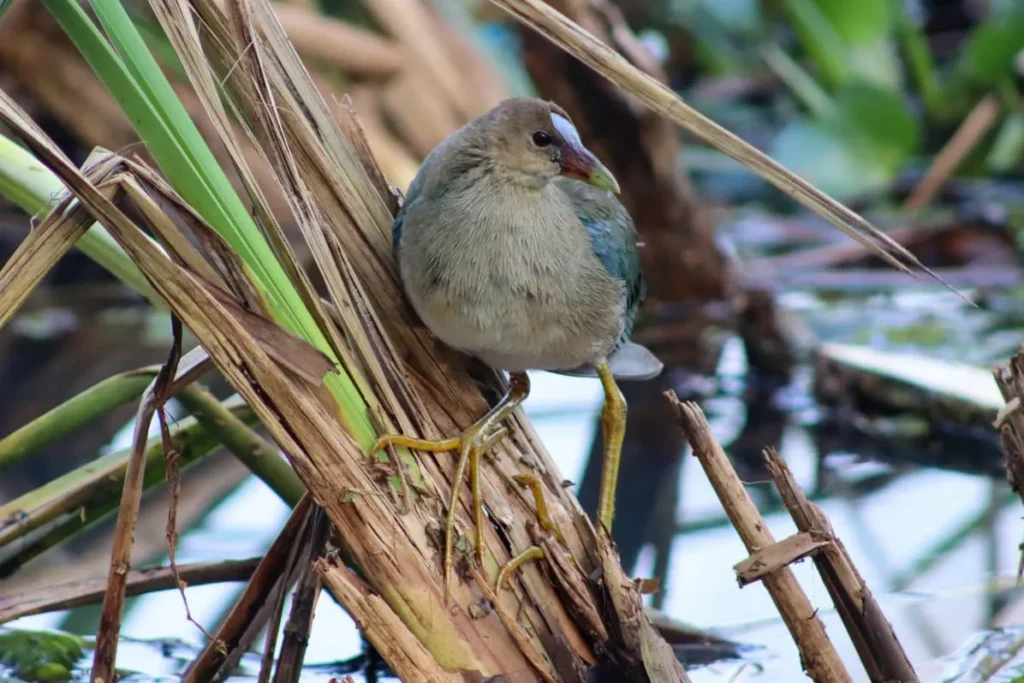 Em Busca do Periquito e do Gaturamo-bandeira, "Passarinhar Paraná" Estreia em Foz do Iguaçu Neste Sábado