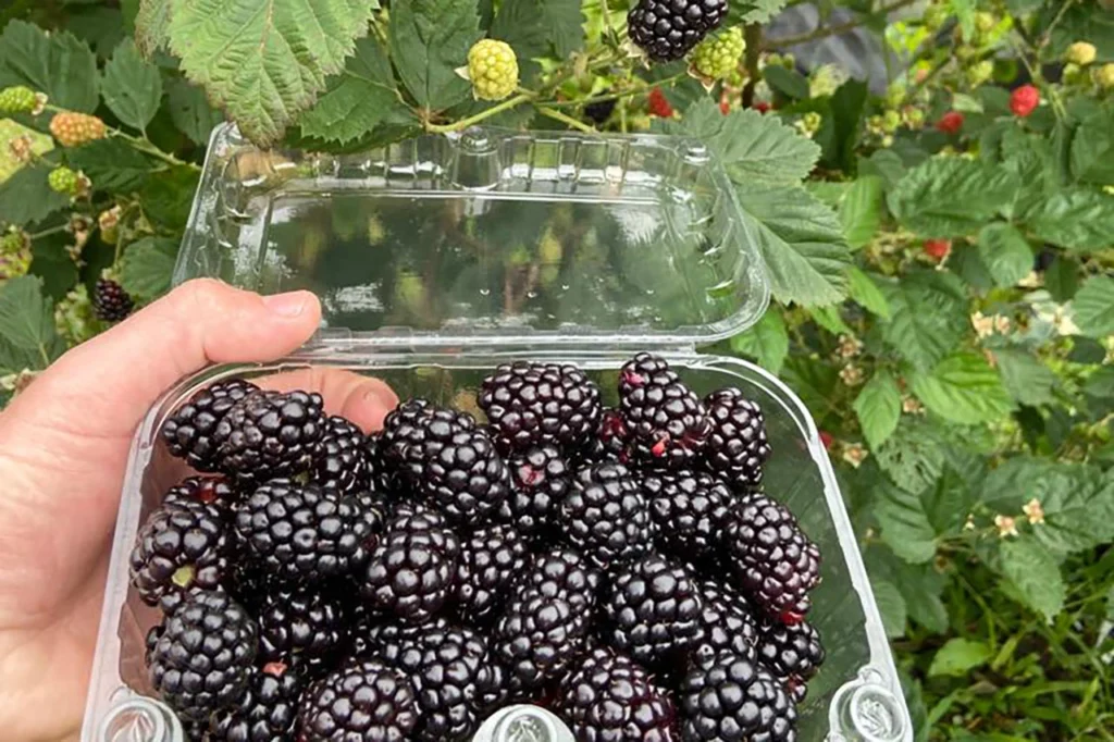 "Boom" da amora: produção da fruta no Paraná cresce 264% em 10 anos e atinge R$ 10,4 milhões