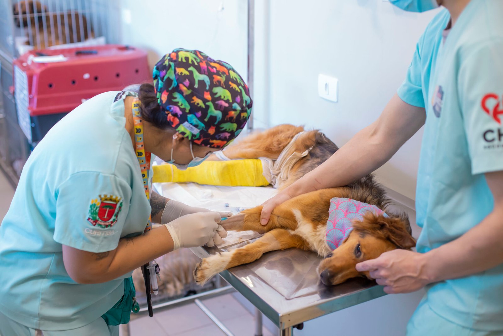 Curitiba anuncia 2º Hospital Veterinário gratuito para baixa renda e protetores