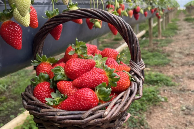 Desvende a Rota Turística do Morango no Paraná: Como a Integração entre Agricultura Familiar e Turismo Rural Impulsiona a Renda de Produtores e Oferece Experiências Únicas na RMC