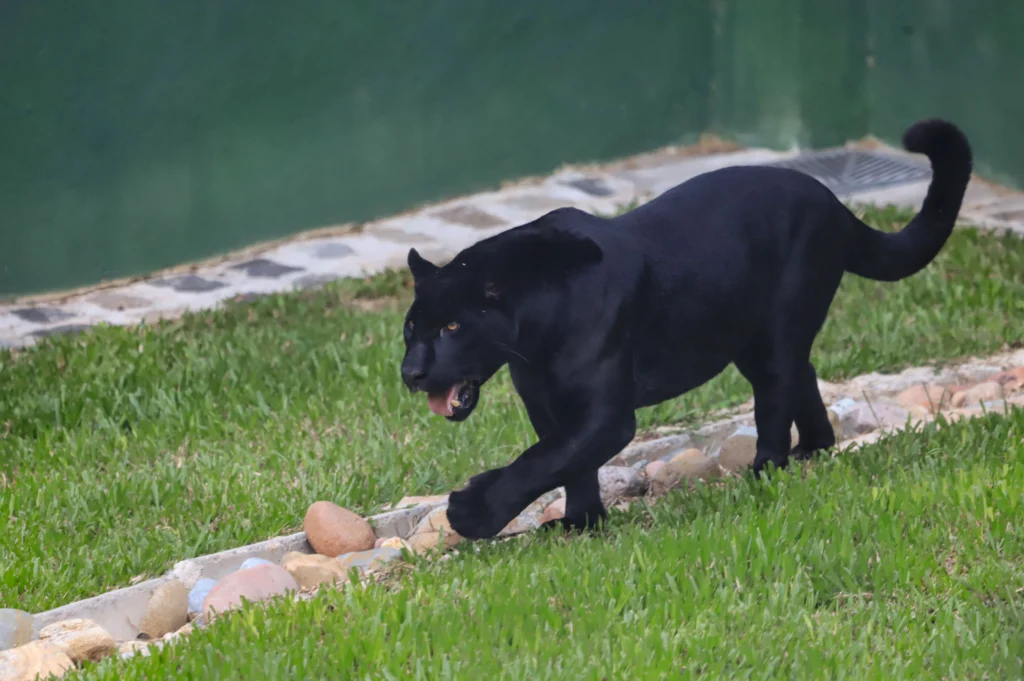 Férias no Zoo: diversão "offline" e Trilha dos Desafios agitam o verão da criançada em Curitiba