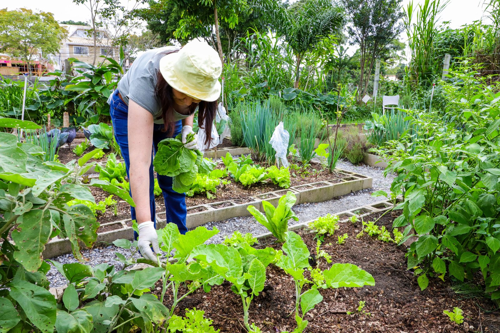 Do quintal para o mercado: Curitiba regulamenta venda de alimentos plantados na cidade