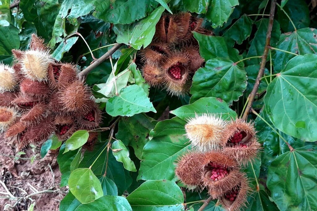 Mais barato para produzir: Estado retira ICMS da ração para peixes e do urucum para reduzir custos no campo