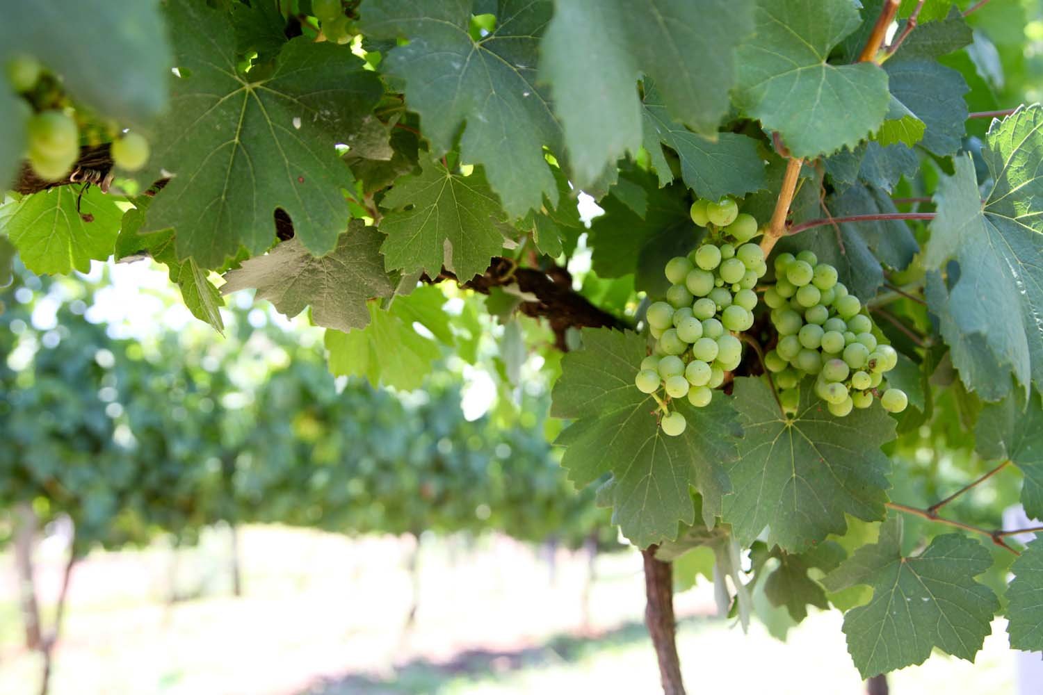 Da Festa da Uva à Procissão no Mar: confira a agenda cultural que movimenta o Paraná no fim de janeiro