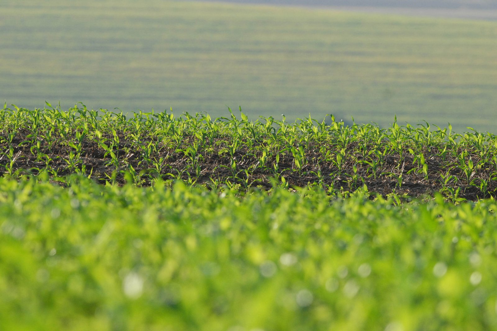 Safra 2026: Paraná projeta supercolheita de 22 milhões de toneladas de soja e lavouras avançam com vigor