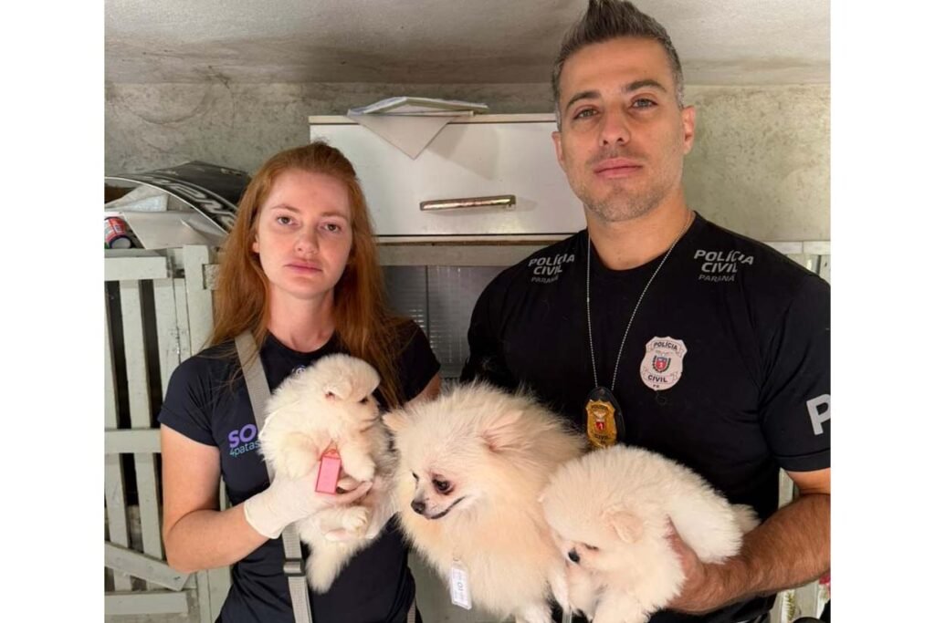 Fábrica de filhotes fechada: Polícia resgata 50 cães de raça em situação de horror em Piraquara