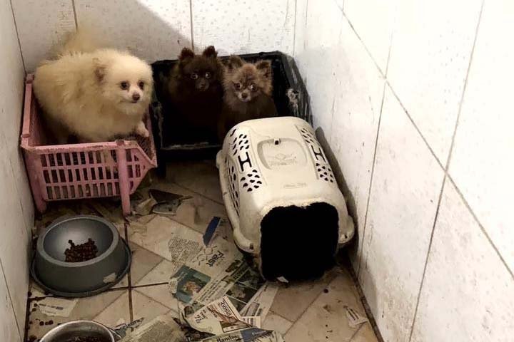 Fábrica de filhotes fechada: Polícia resgata 50 cães de raça em situação de horror em Piraquara