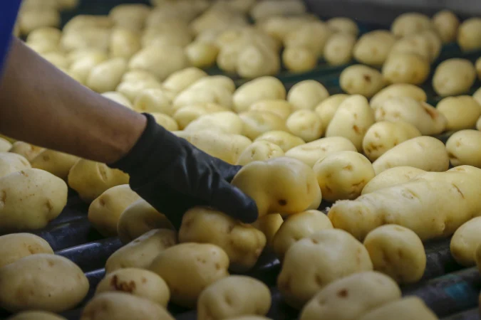 Palmas se destaca como líder na produção de sementes de soja e batata no Paraná