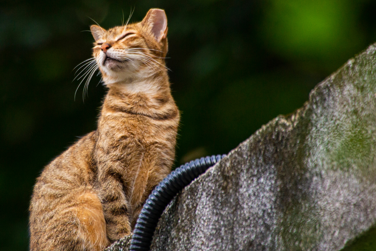 Alerta de saúde: casos de esporotricose, doença que afeta gatos e humanos, crescem no Sul e Sudeste