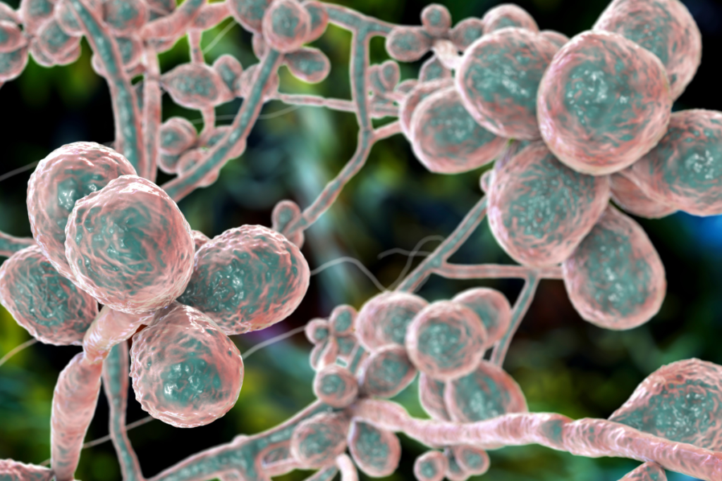 Alerta de saúde: casos de esporotricose, doença que afeta gatos e humanos, crescem no Sul e Sudeste