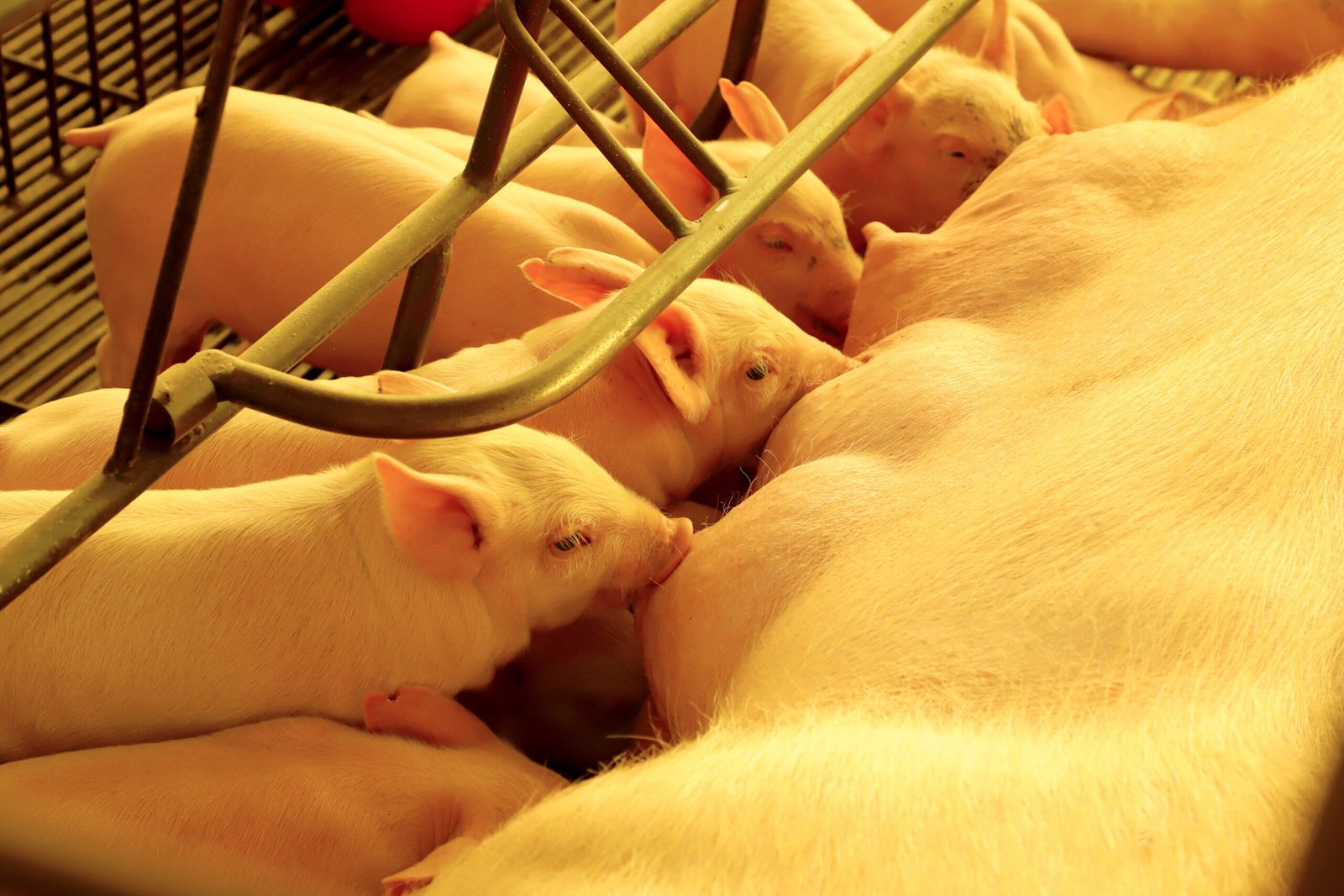 Ouro no campo: Paraná fatura alto com suínos puros e milho ganha espaço inédito na safra de verão