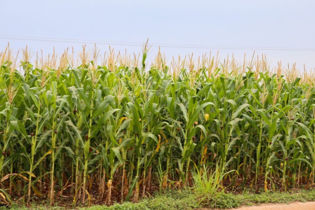 Ouro no campo: Paraná fatura alto com suínos puros e milho ganha espaço inédito na safra de verão