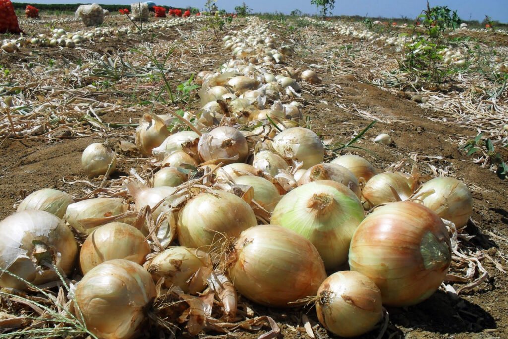 Potência das águas: Paraná produz 250 mil toneladas de tilápia e preço do filé recua em 2026