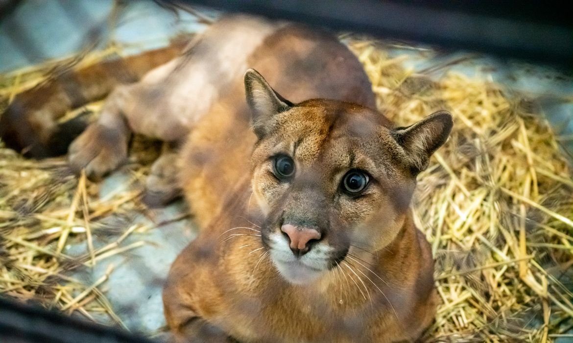 Susto na madrugada: Onça-parda é resgatada em quintal de Maringá e levada para reabilitação em Londrina
