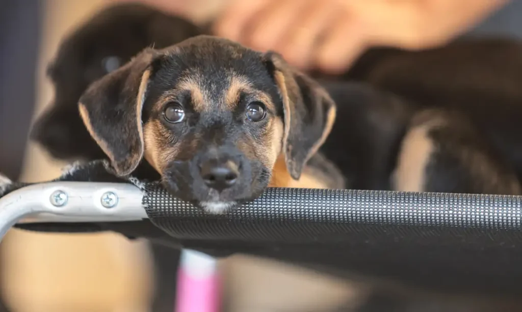 Educação e Empatia: Como ensinar crianças e adolescentes a respeitar os animais e prevenir a violência