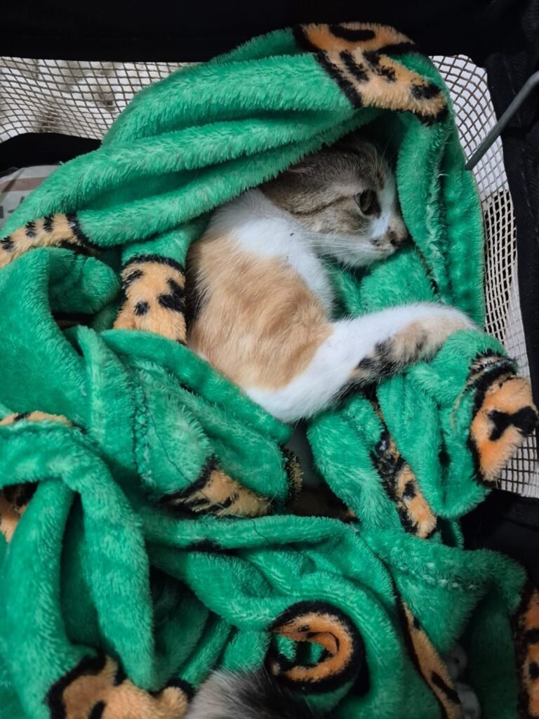 Onda de Crueldade: Polícia prende mulher que jogou gato do 12º andar e homem que confessou comer carne de cão