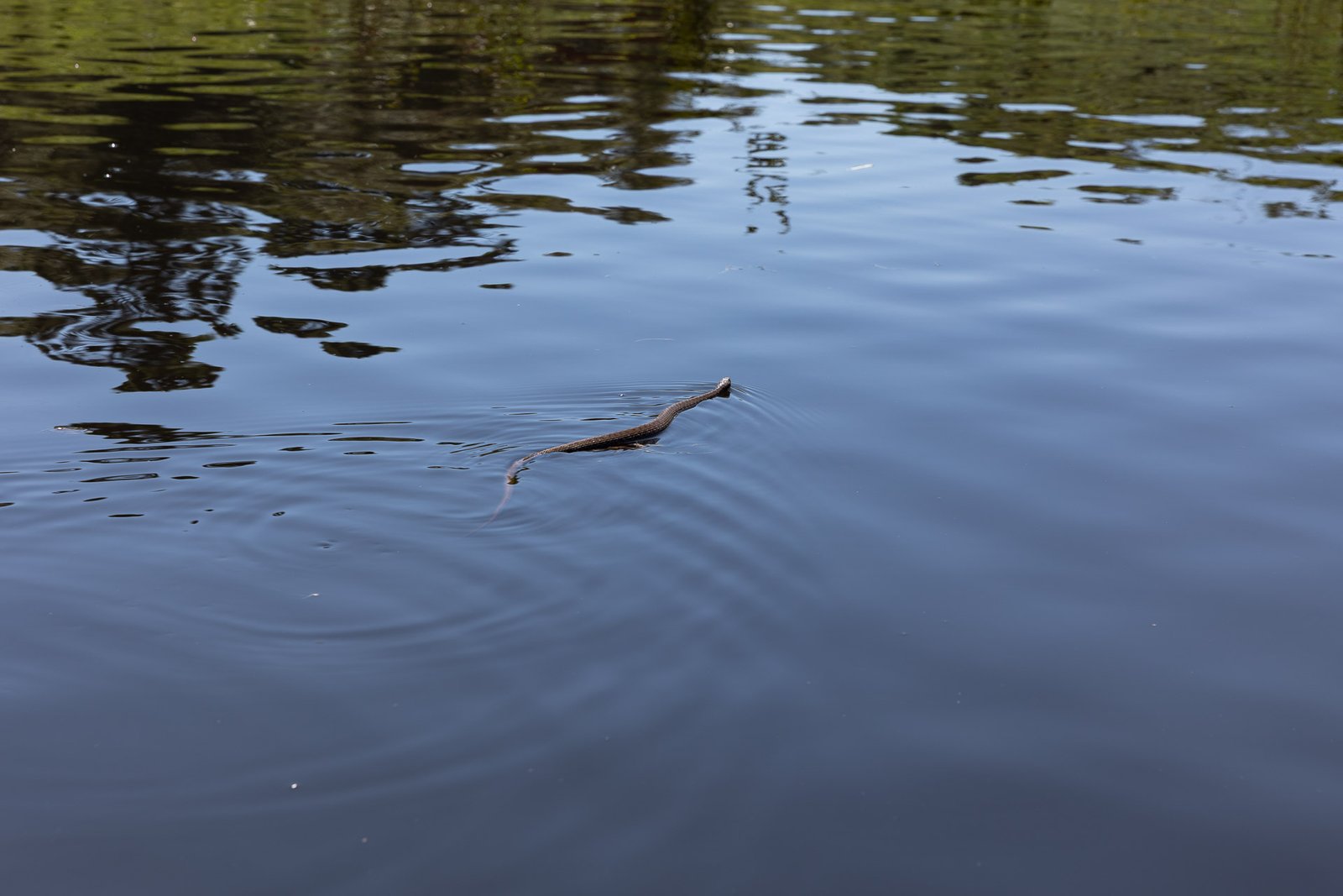 De sapos a mamíferos: o resgate de 2 mil animais silvestres no novo reservatório em São José dos Pinhais