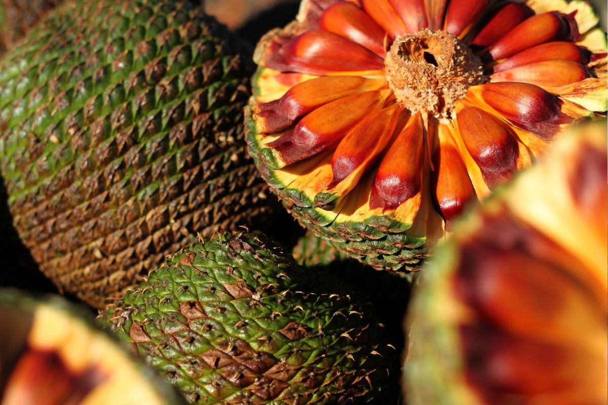 Temporada do pinhão muda no Paraná: veja a nova data para o consumo em 2026